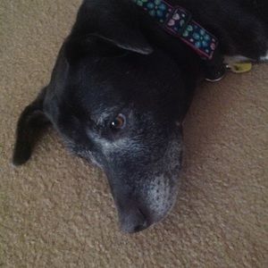 Meet your Posher, Kerri